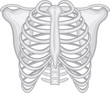 rib cage