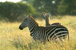 Plains zebra (Equus burchelli),  Laikipia, Kenya