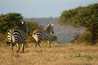 Plains zebra (Equus burchelli), Laikipia, Kenya Plains zebra (Equus burchelli), Laikipia, Kenya