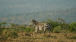 Running plains zebra (Equus burchelli), Laikipia, Kenya Running plains zebra (Equus burchelli), Laikipia, Kenya