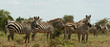 Plains zebra (Equus burchelli), Laikipia, Kenya