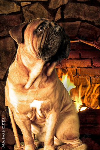 Photo: Bullmastiff sitting near fireplace Bullmastiff sitting near fireplace