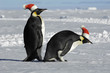 Antarctic penguin couple on Christmas