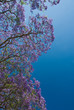 Jacaranda under a blue sky with plenty of Copy Space Jacaranda under a blue sky with plenty of Copy Space