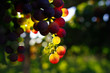 grapes