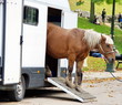 Cheval marron avec crinière à frange. Cheval marron avec crinière à frange.