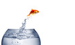 goldfish jumping out of the water goldfish jumping out of the water