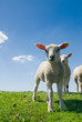 curious lambs looking at the camera in spring