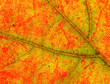 multicolored texture of fall leaf
