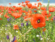 Spring meadow with poppies Spring meadow with poppies