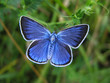 Amanda's Blue - blue butterfly Amanda's Blue - blue butterfly