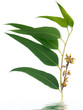 feuilles et capsules florales d'eucalyptus