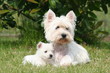 la maman et son chiot allongé en toute serenité la maman et son chiot allongé en toute serenité
