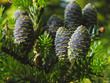 Korean fir cones