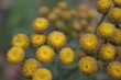 Traurige Blumen