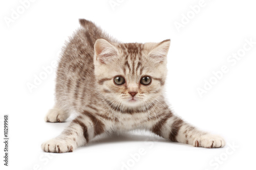 Funny kitten Funny kitten