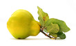Quince yellow with leaves isolated on white background Quince yellow with leaves isolated on white background