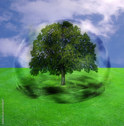 arbre dans une bulle arbre dans une bulle