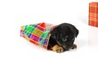 Mongrel puppy in gift bag in tartan pattern.