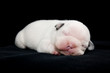 Chiot bulldog francais, 6 jours