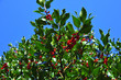 European holly with leaves and red fruit