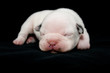 Chiot Bulldog francais, 6 jours