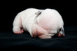Chiot Bulldog francais, 6 jours