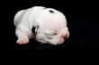 Chiot Bulldog francais, 6 jours