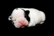 Chiot Bulldog francais, 6 jours