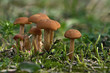 Forest mushrooms
