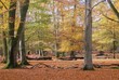 New Forest - Autumn Shades