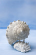 Sea Shell on Handpainted Blue Watercolor Background