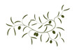 Olive branch