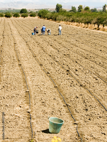 Photo: workers working in the fields (bucket) workers working in the fields (bucket)