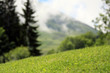 Herbe des montagnes