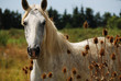 Le Camarguais sauvage Le Camarguais sauvage