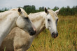 Couple de camarguais