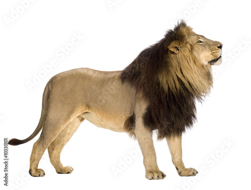 lion in front of a white background