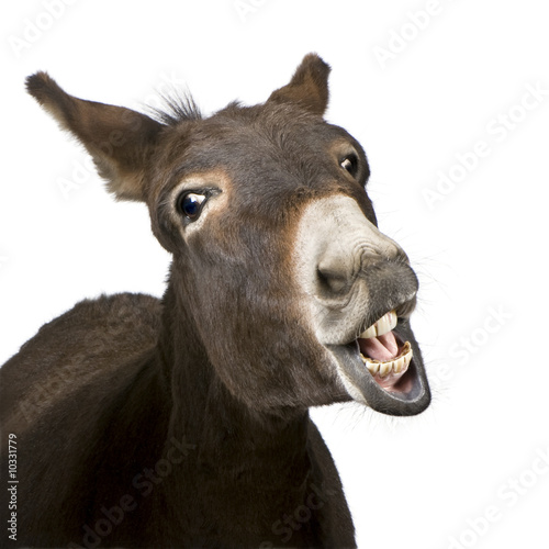 donkey (4 years) in front of a white background