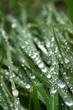 Tautropfen