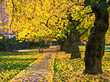 A tree line path on campus A tree line path on campus