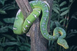 Emerald tree boa coiled in tree Emerald tree boa coiled in tree