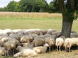 Schafherde