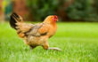 Image of a hen walking on a green field Image of a hen walking on a green field