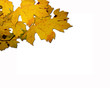Fall Leaves Great For Thanksgiving Placard Fall Leaves Great For Thanksgiving Placard