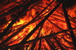 Feuer
