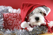 Cute white puppy with present and snowflakes. Cute white puppy with present and snowflakes.
