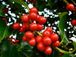 boules rouge de houx boules rouge de houx