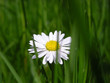 Fleur