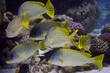 Suesslippen - Aufgenommen im Roten Meer